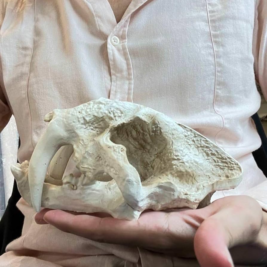 迫力 サーベルタイガー 頭骸骨 レプリカ インテリア 恐竜の化石 オブジェ 虎牙 Amazon.co.jp: 迫力 サーベルタイガー 頭骸骨 レプリカ